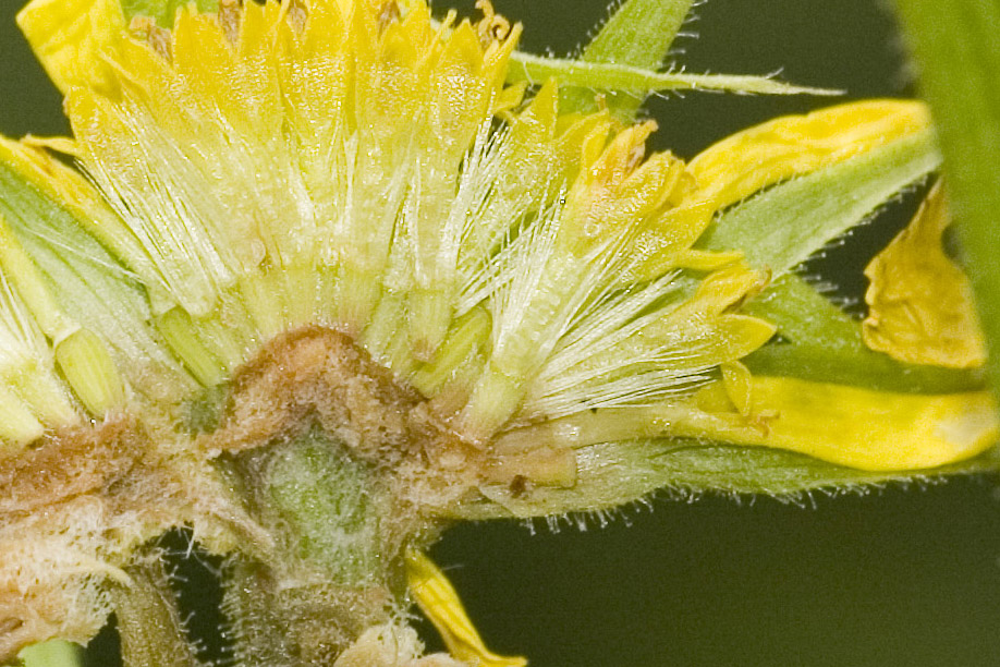 Doronicum austriacum ?